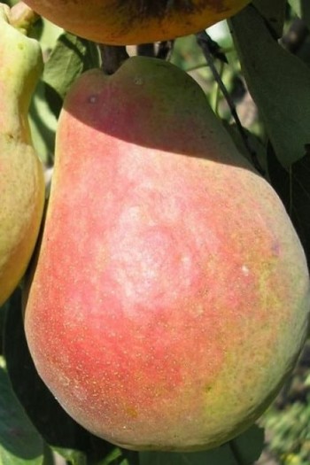 Груша звичайна ‘Сілк Кінг’|Pyrus communis ‘Silk King’|Груша обыкновенная ‘Силк Кинг’ 